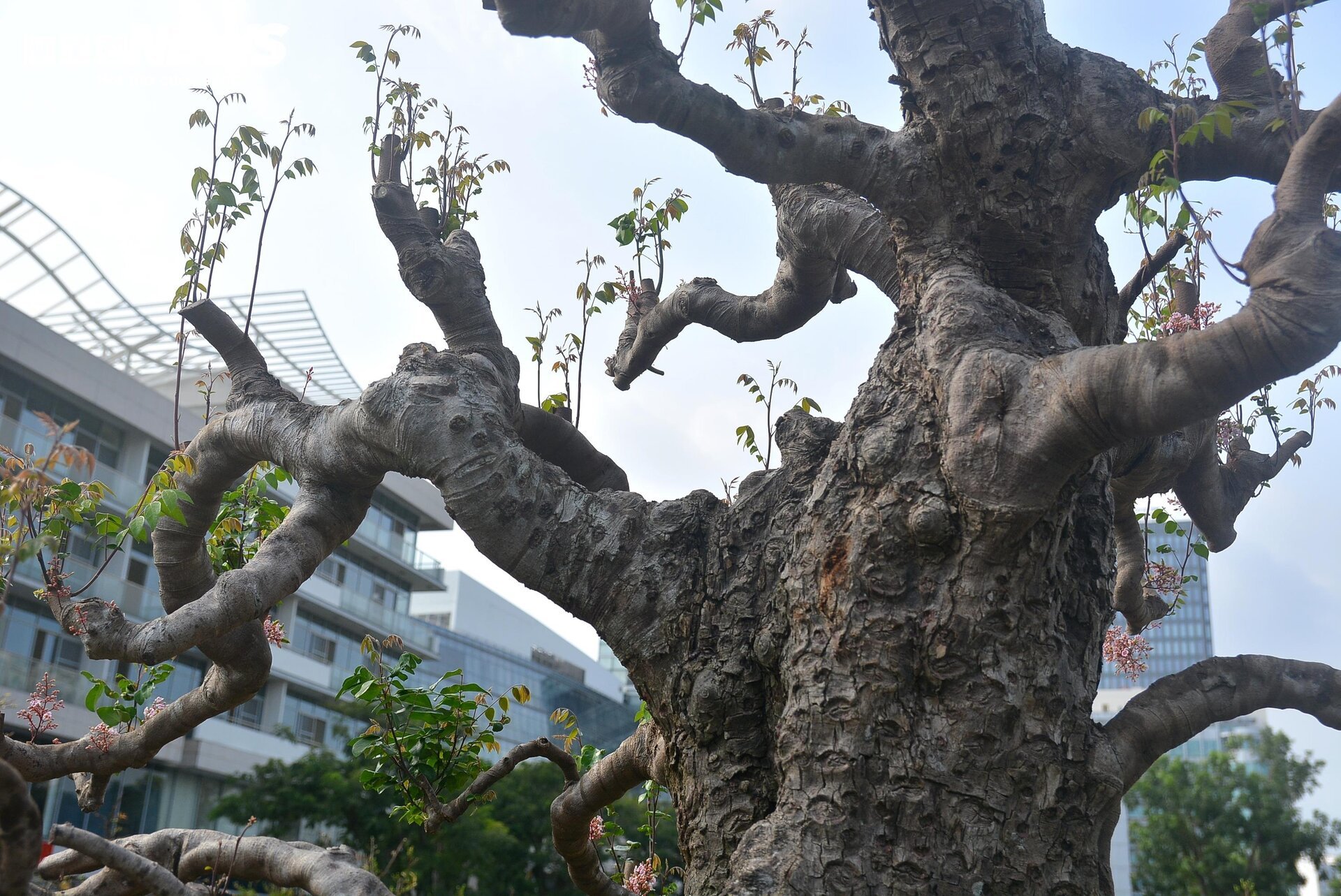 Cận cảnh ‘cụ khế’ giá nửa tỷ đồng ở TP.HCM - Ảnh 10