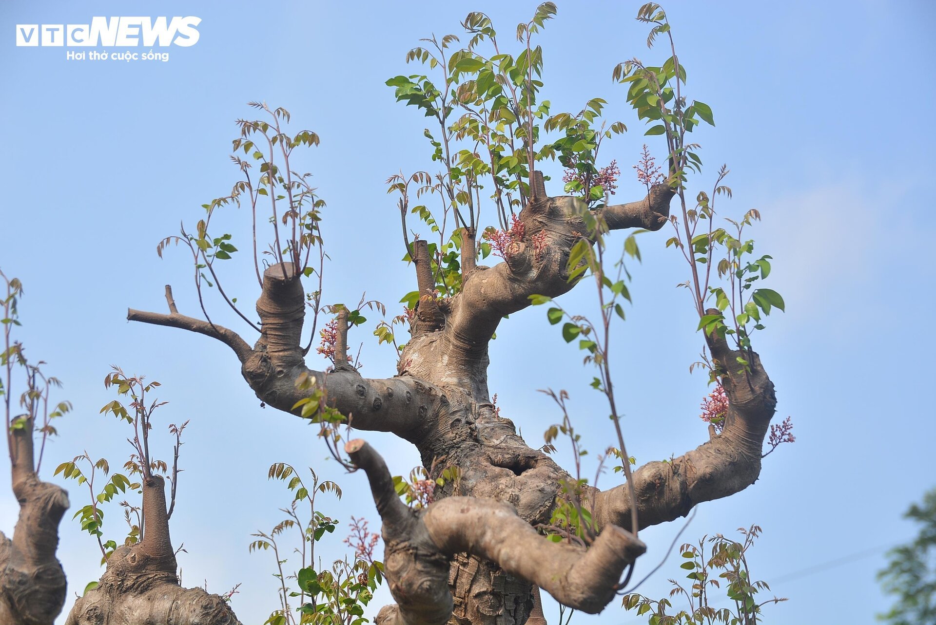 Cận cảnh ‘cụ khế’ giá nửa tỷ đồng ở TP.HCM - Ảnh 11