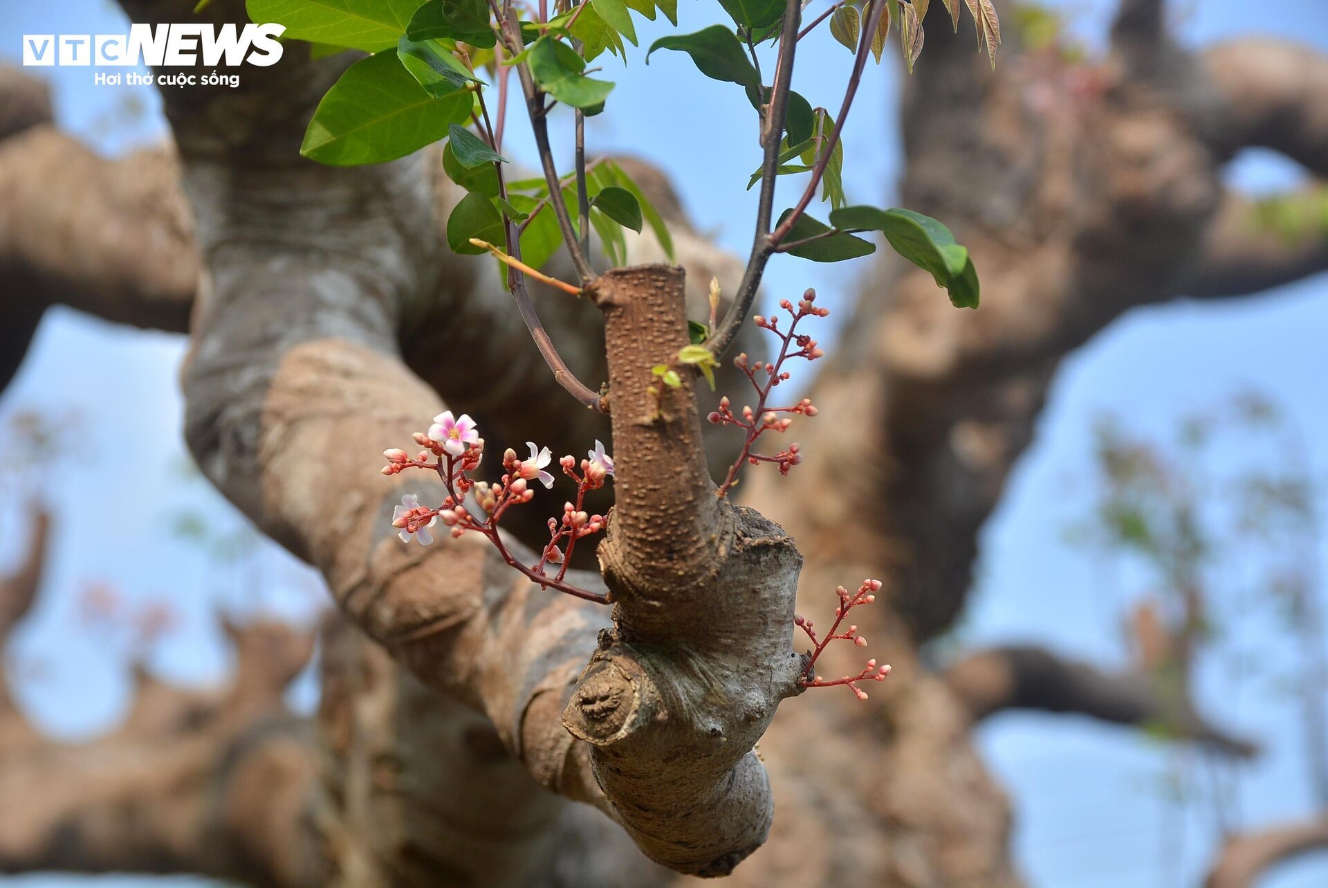 Cận cảnh ‘cụ khế’ giá nửa tỷ đồng ở TP.HCM - Ảnh 12