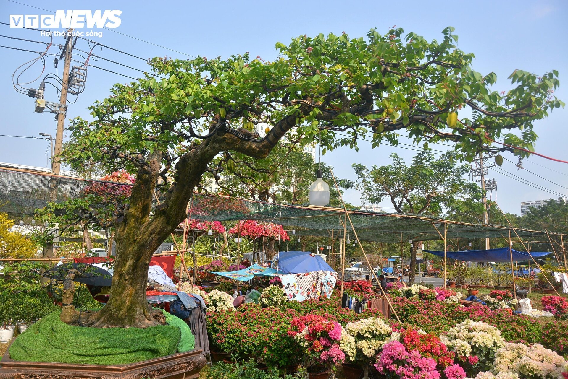 Cận cảnh ‘cụ khế’ giá nửa tỷ đồng ở TP.HCM - Ảnh 2