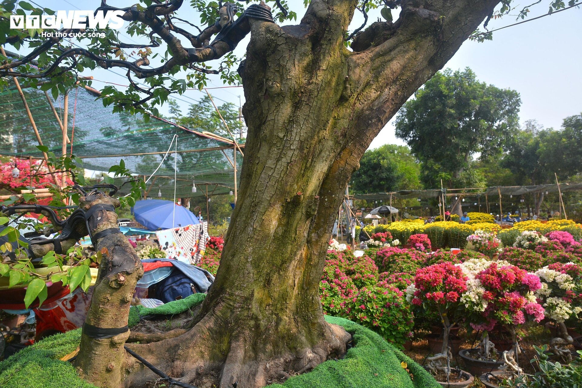 Cận cảnh ‘cụ khế’ giá nửa tỷ đồng ở TP.HCM - Ảnh 5