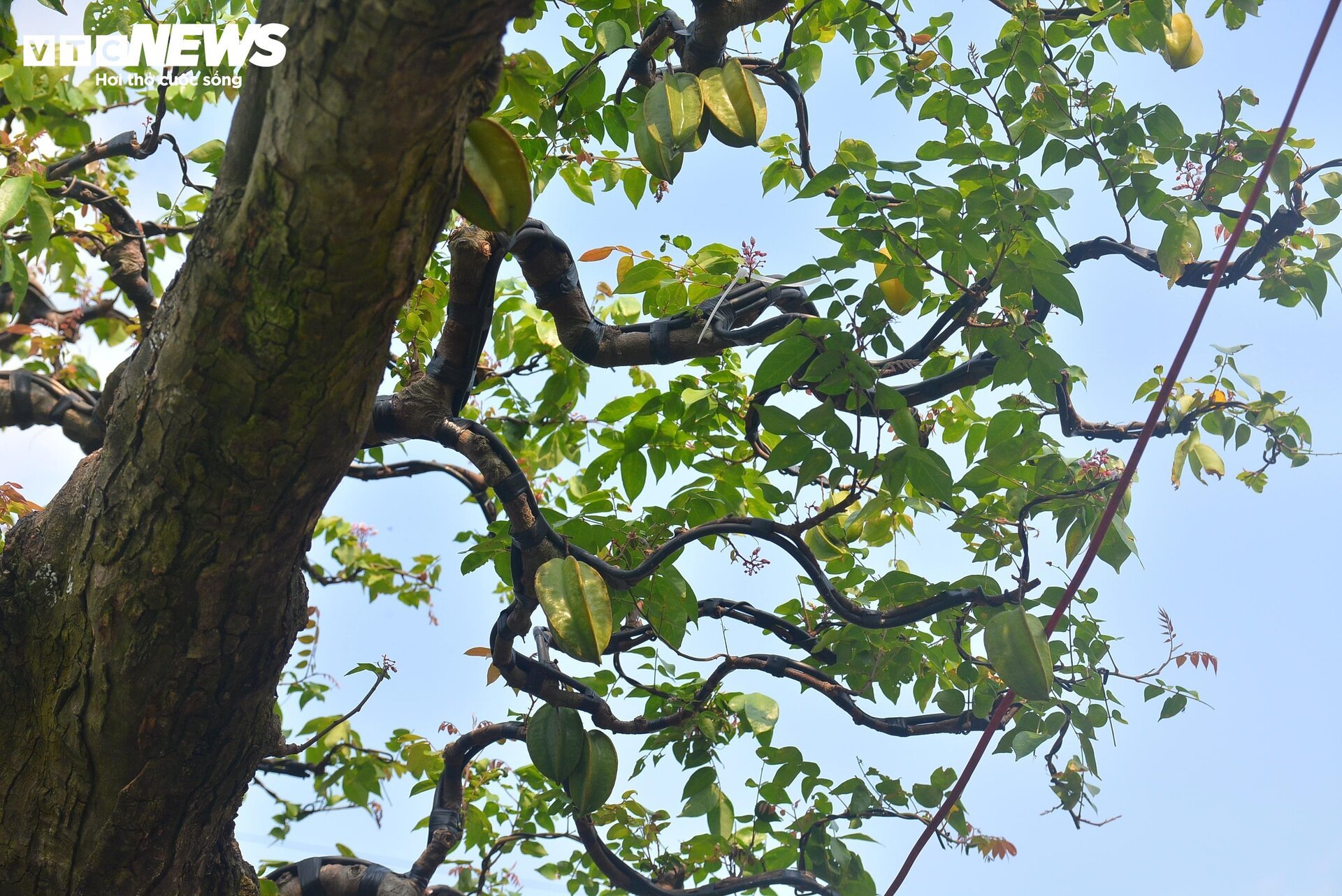 Cận cảnh ‘cụ khế’ giá nửa tỷ đồng ở TP.HCM - Ảnh 3