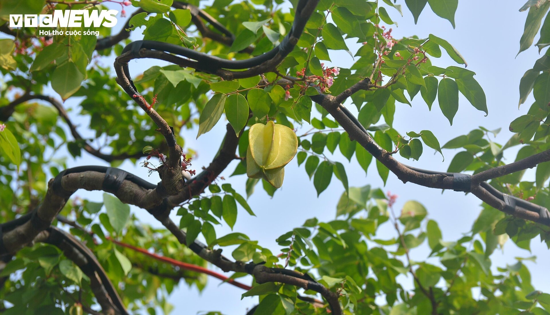 Cận cảnh ‘cụ khế’ giá nửa tỷ đồng ở TP.HCM - Ảnh 4