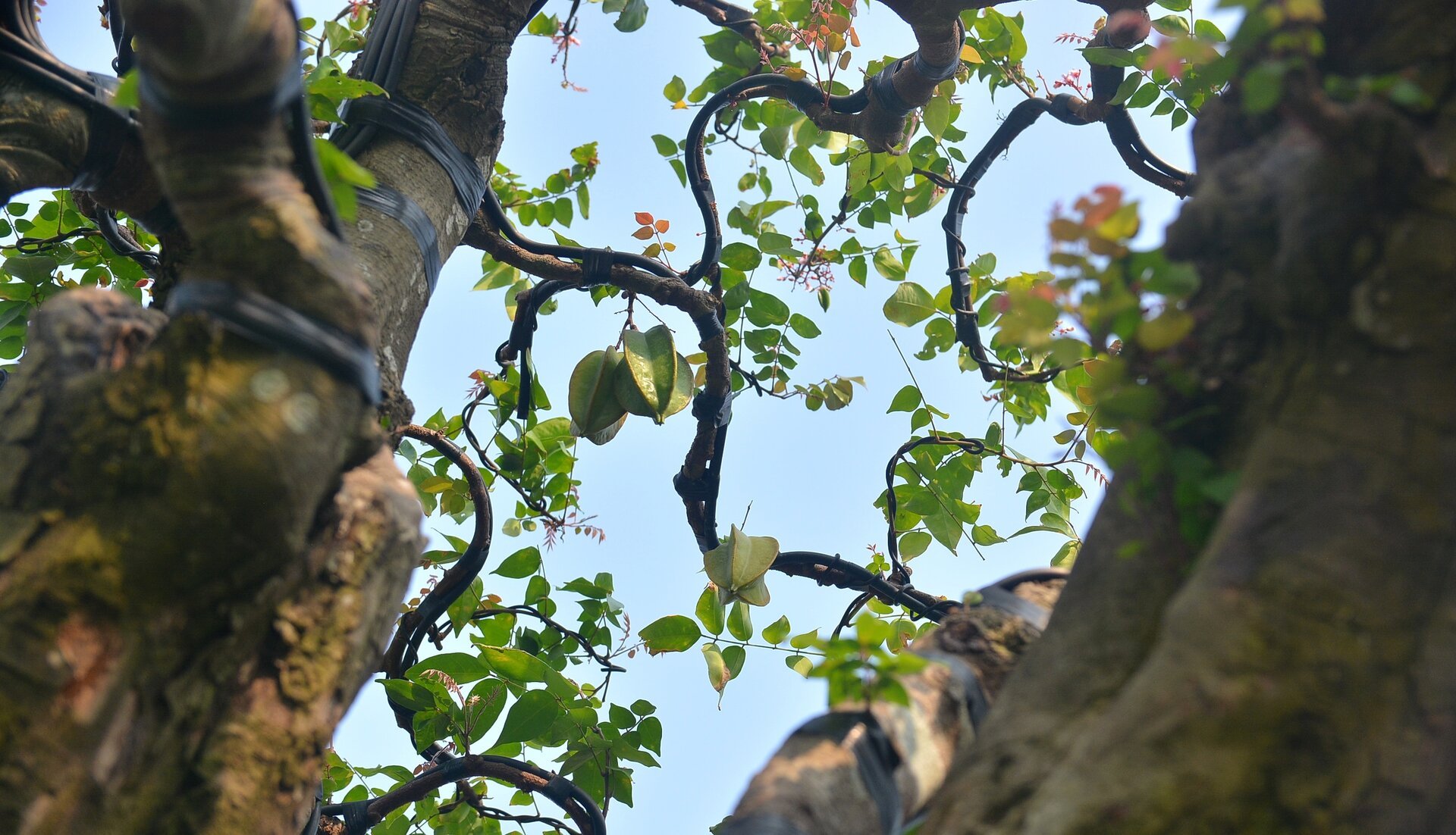 Cận cảnh ‘cụ khế’ giá nửa tỷ đồng ở TP.HCM - Ảnh 6