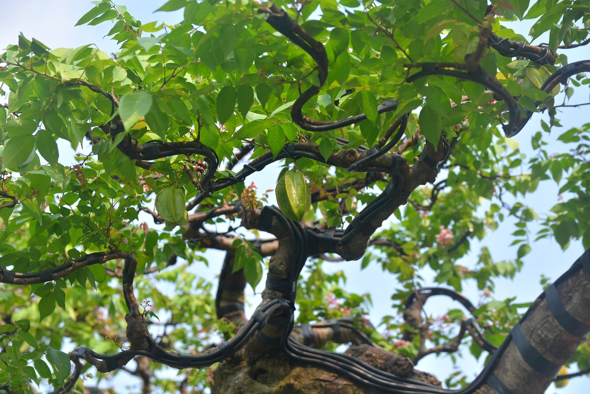 Cận cảnh ‘cụ khế’ giá nửa tỷ đồng ở TP.HCM - Ảnh 7