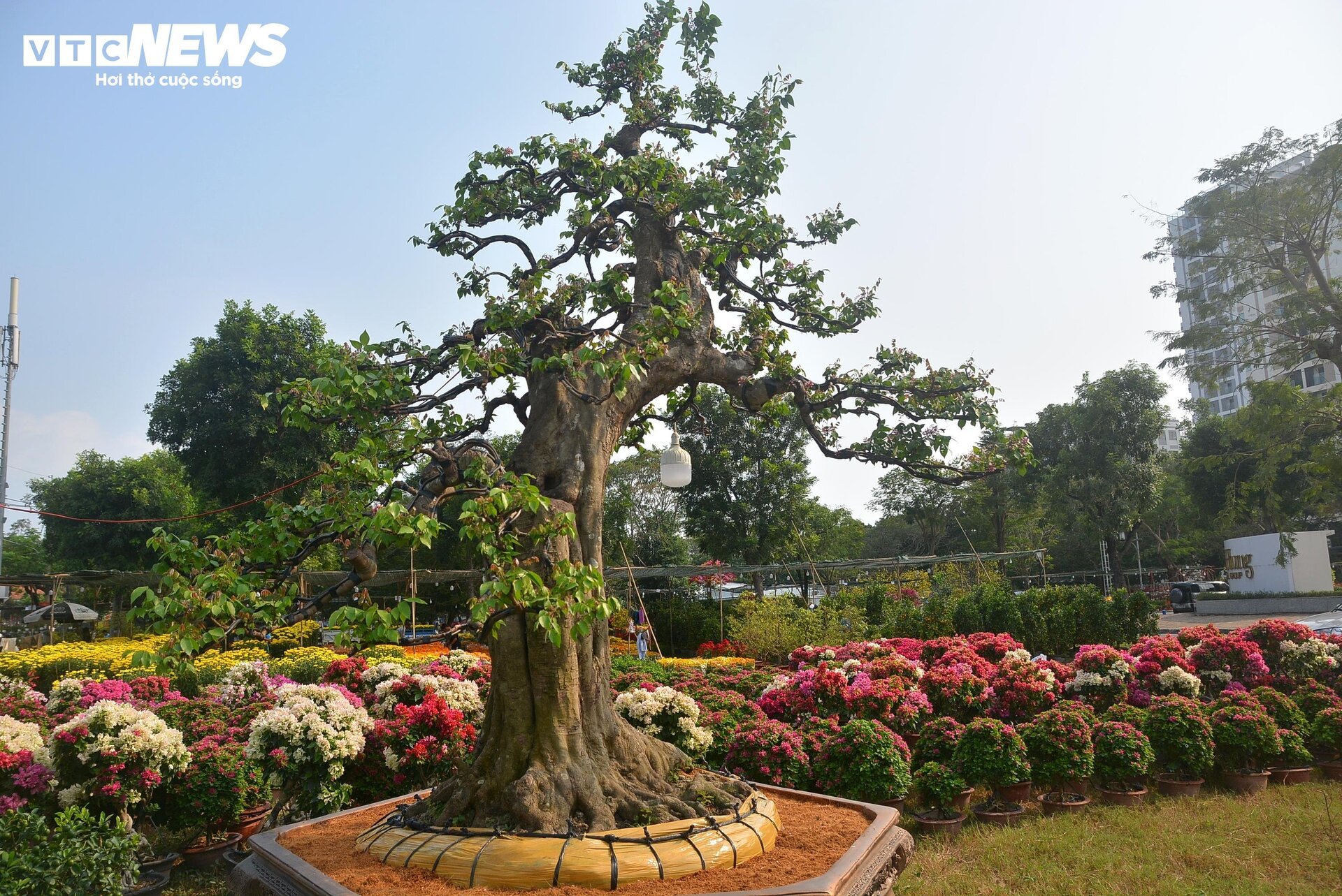 Cận cảnh ‘cụ khế’ giá nửa tỷ đồng ở TP.HCM - Ảnh 8