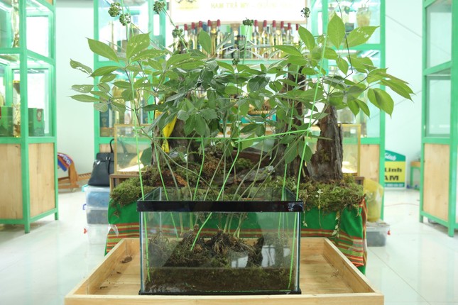 Loài cây được coi là “quốc bảo” của Việt Nam: Giá có thể lên tới hàng tỷ đồng, một vụ trộm lớn mới xảy ra - Ảnh 5