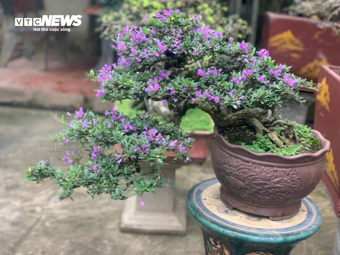 Hốt bạc với nghề tạo dáng cây cảnh bonsai - Ảnh 3