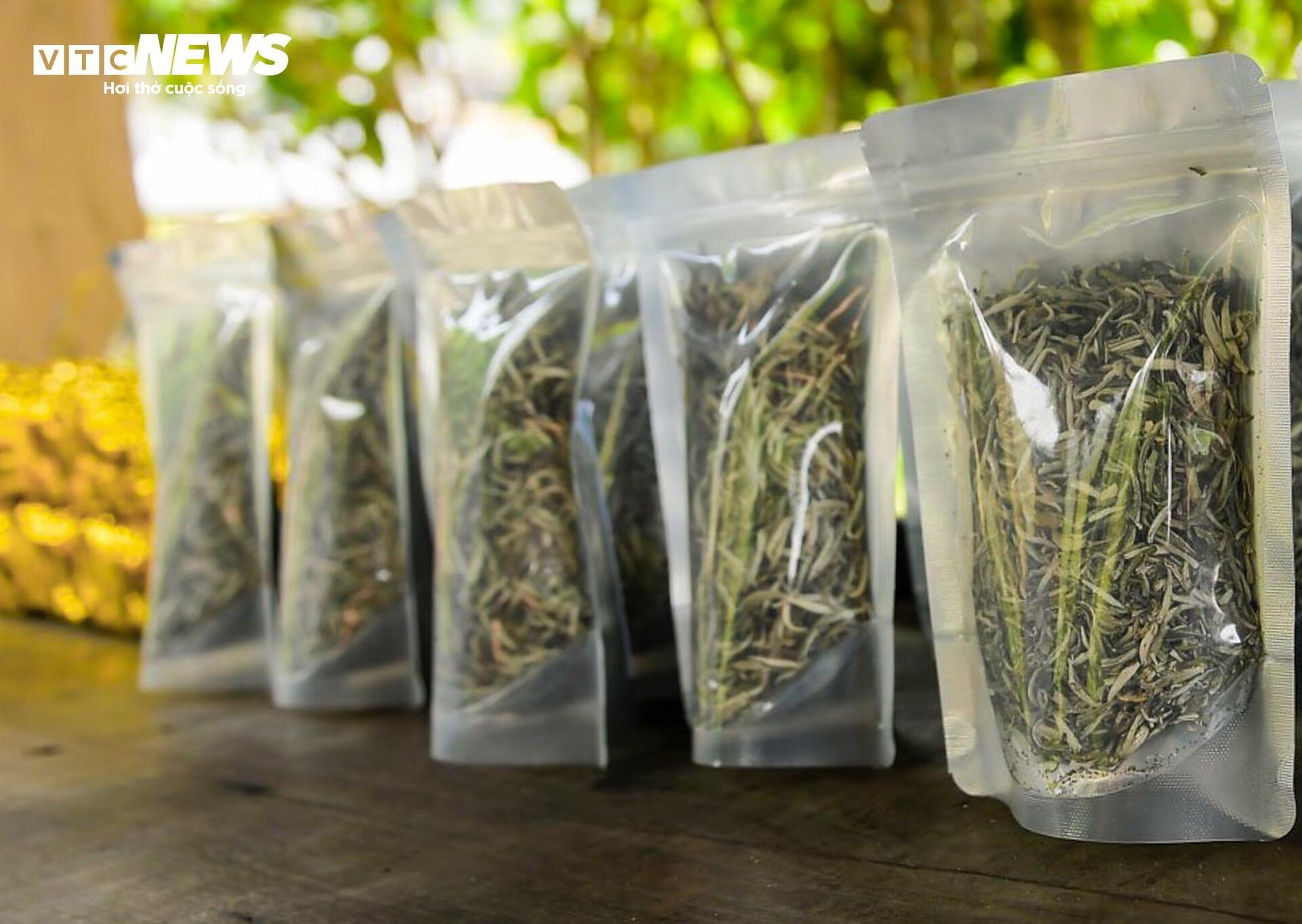 Ngắm cây chè Shan Tuyết cổ thụ 500 năm tuổi ở Yên Bái - Ảnh 10