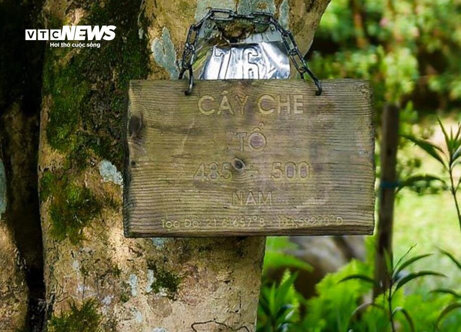 Ngắm cây chè Shan Tuyết cổ thụ 500 năm tuổi ở Yên Bái - Ảnh 5