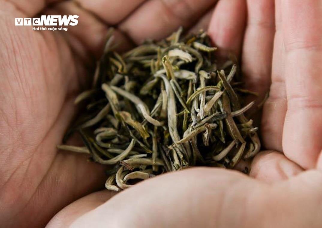 Ngắm cây chè Shan Tuyết cổ thụ 500 năm tuổi ở Yên Bái - Ảnh 9