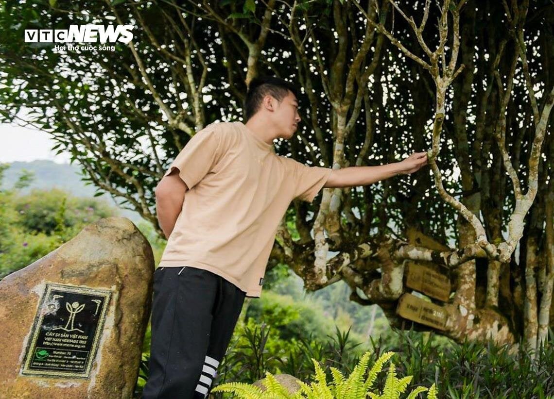 Ngắm cây chè Shan Tuyết cổ thụ 500 năm tuổi ở Yên Bái - Ảnh 11