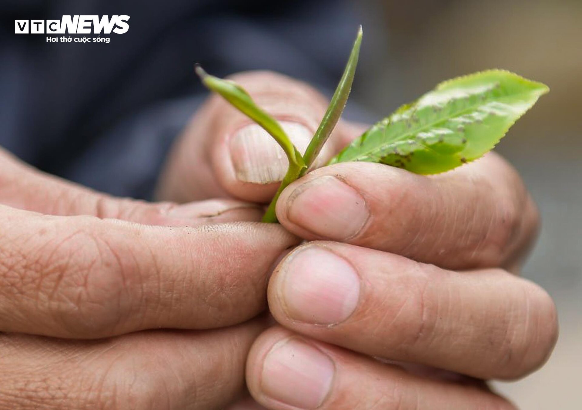 Ngắm cây chè Shan Tuyết cổ thụ 500 năm tuổi ở Yên Bái - Ảnh 8