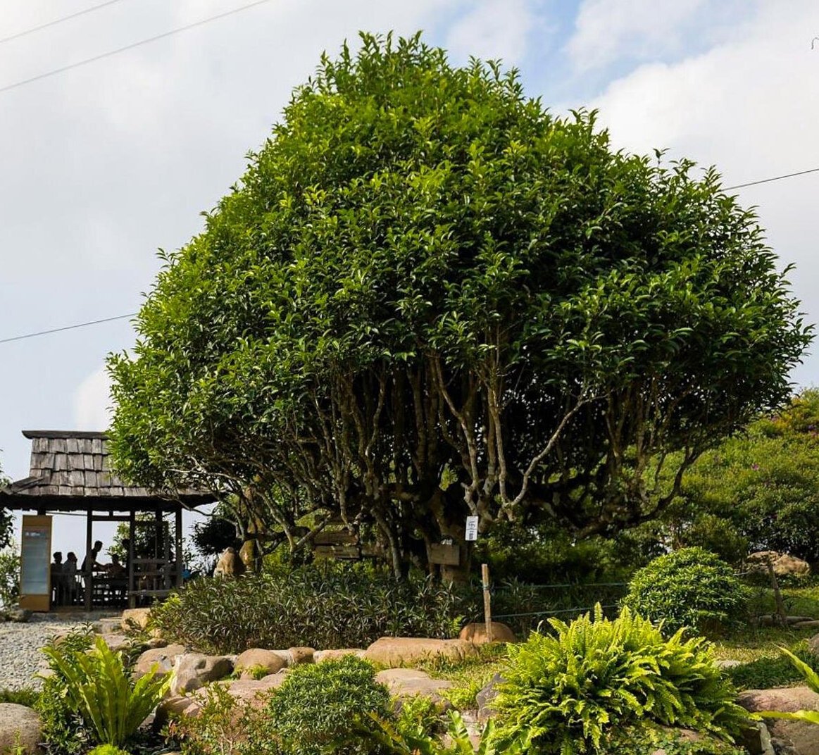 Ngắm cây chè Shan Tuyết cổ thụ 500 năm tuổi ở Yên Bái - Ảnh 3