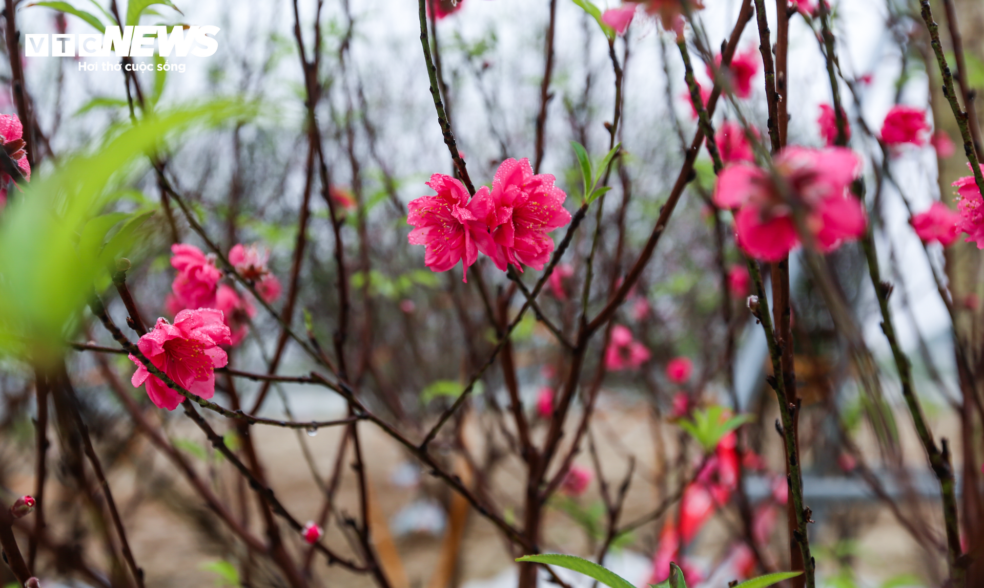 Tiểu thương ăn ngủ cùng hoa, mong khách đừng chờ 30 Tết mới mua cây - Ảnh 17