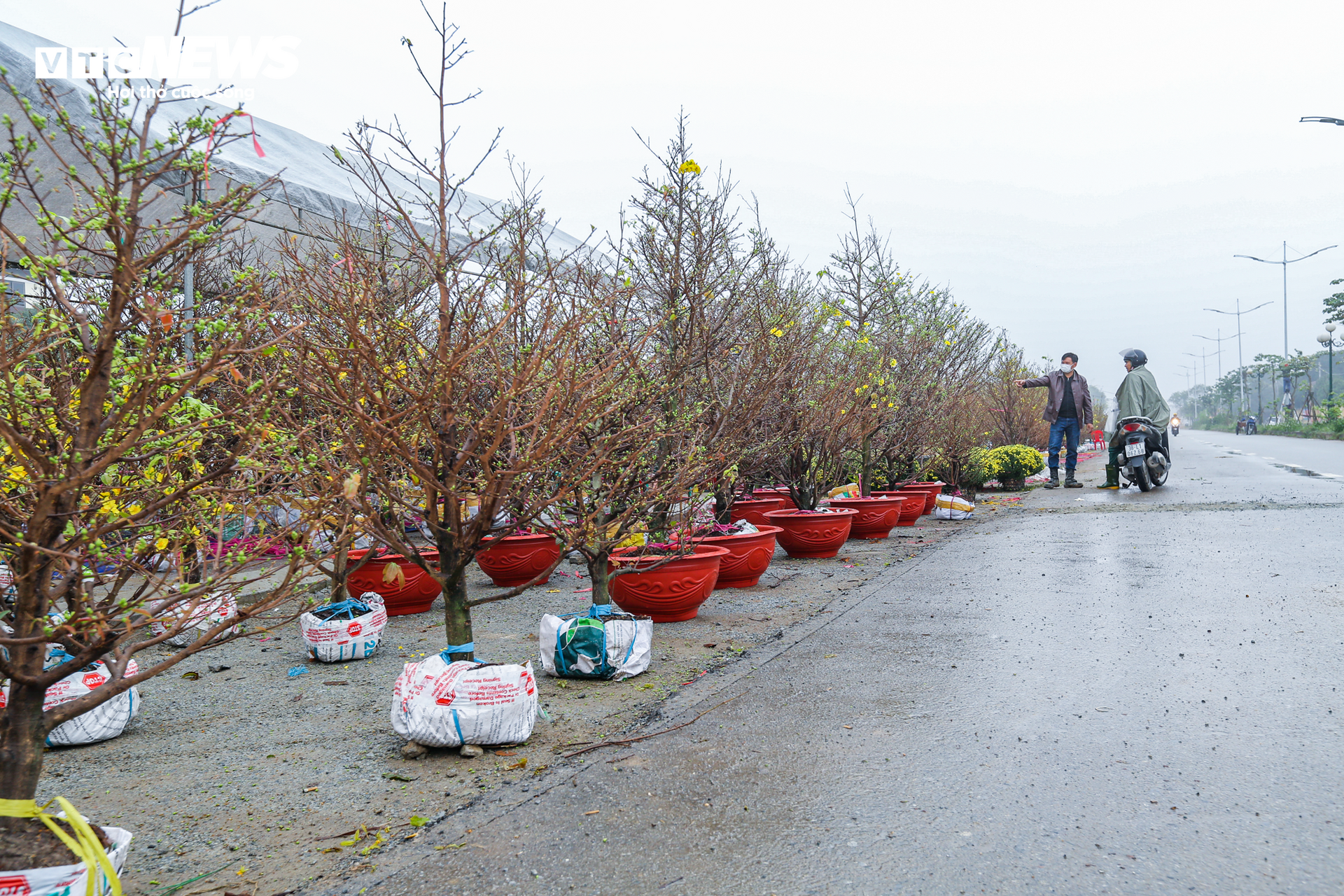 Tiểu thương ăn ngủ cùng hoa, mong khách đừng chờ 30 Tết mới mua cây - Ảnh 2
