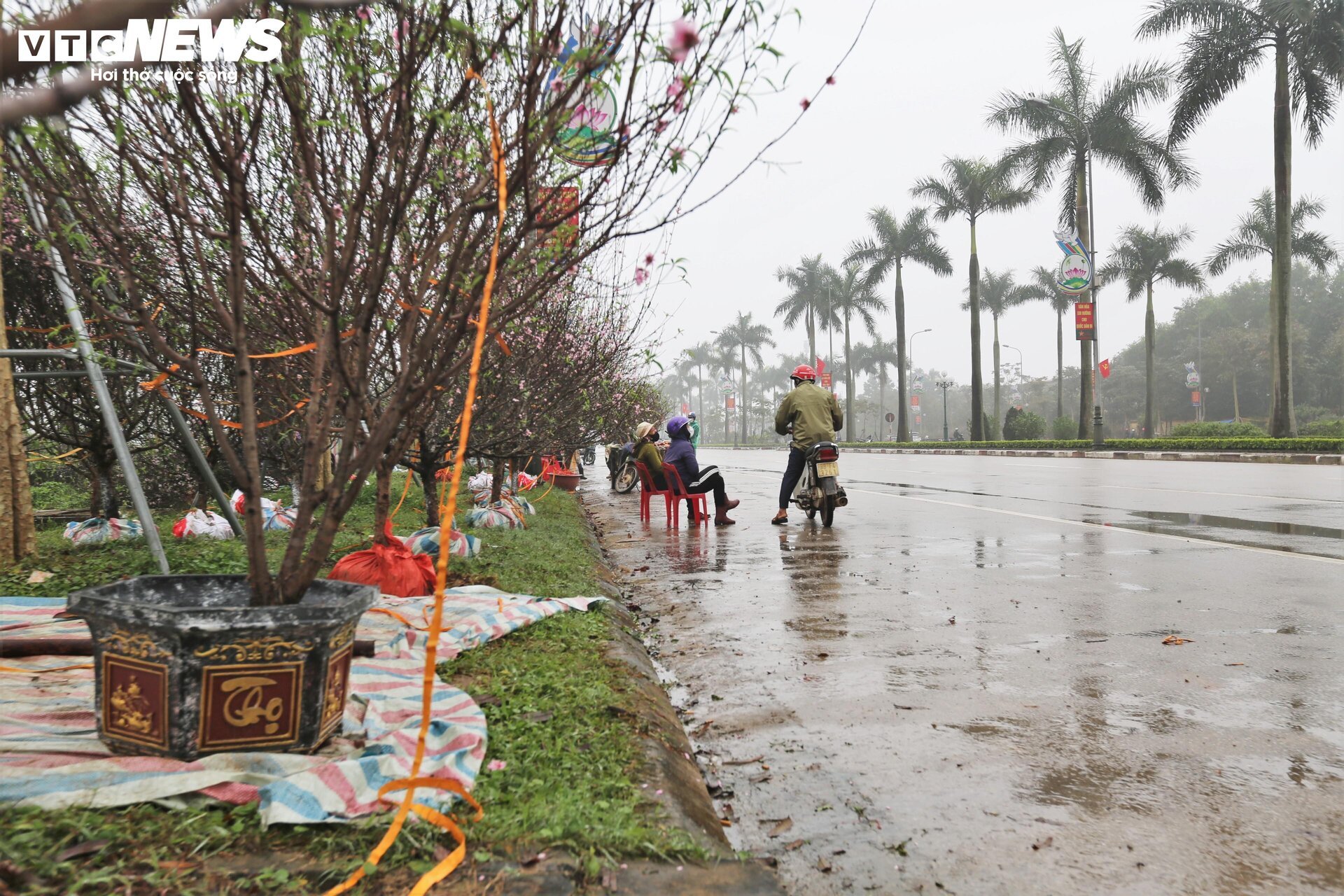 Tiểu thương ăn ngủ cùng hoa, mong khách đừng chờ 30 Tết mới mua cây - Ảnh 10