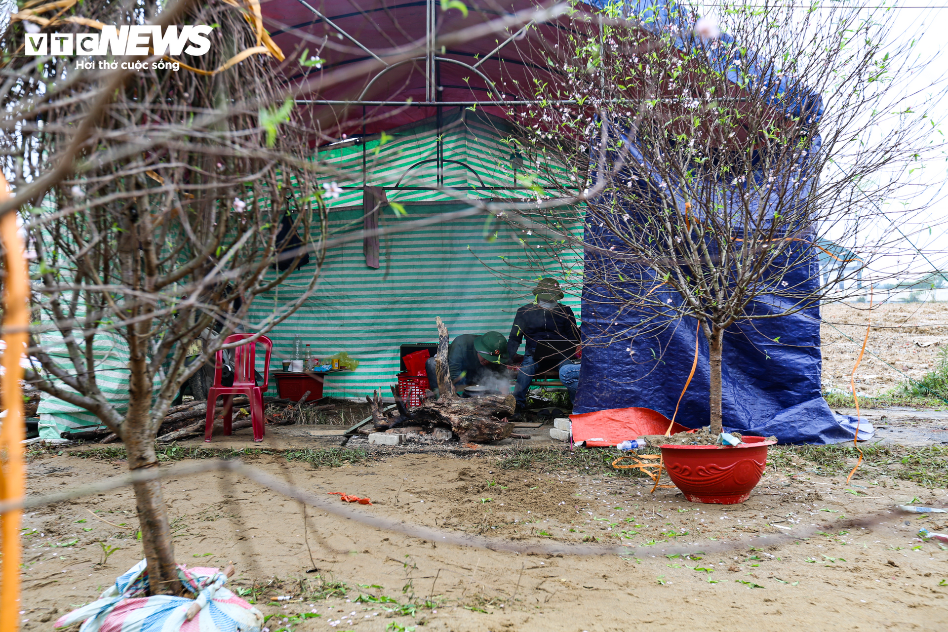 Tiểu thương ăn ngủ cùng hoa, mong khách đừng chờ 30 Tết mới mua cây - Ảnh 8