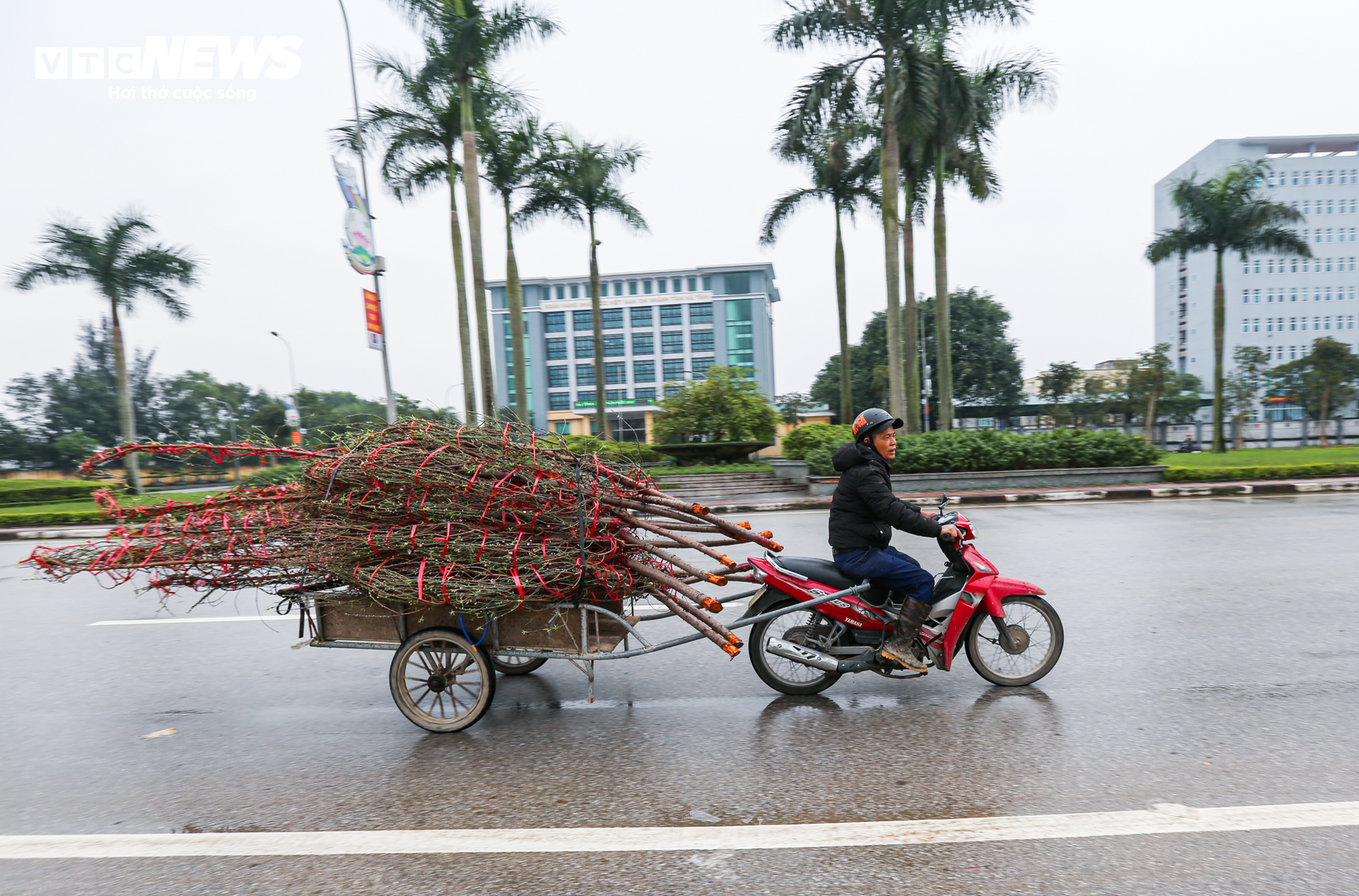 Tiểu thương ăn ngủ cùng hoa, mong khách đừng chờ 30 Tết mới mua cây - Ảnh 5