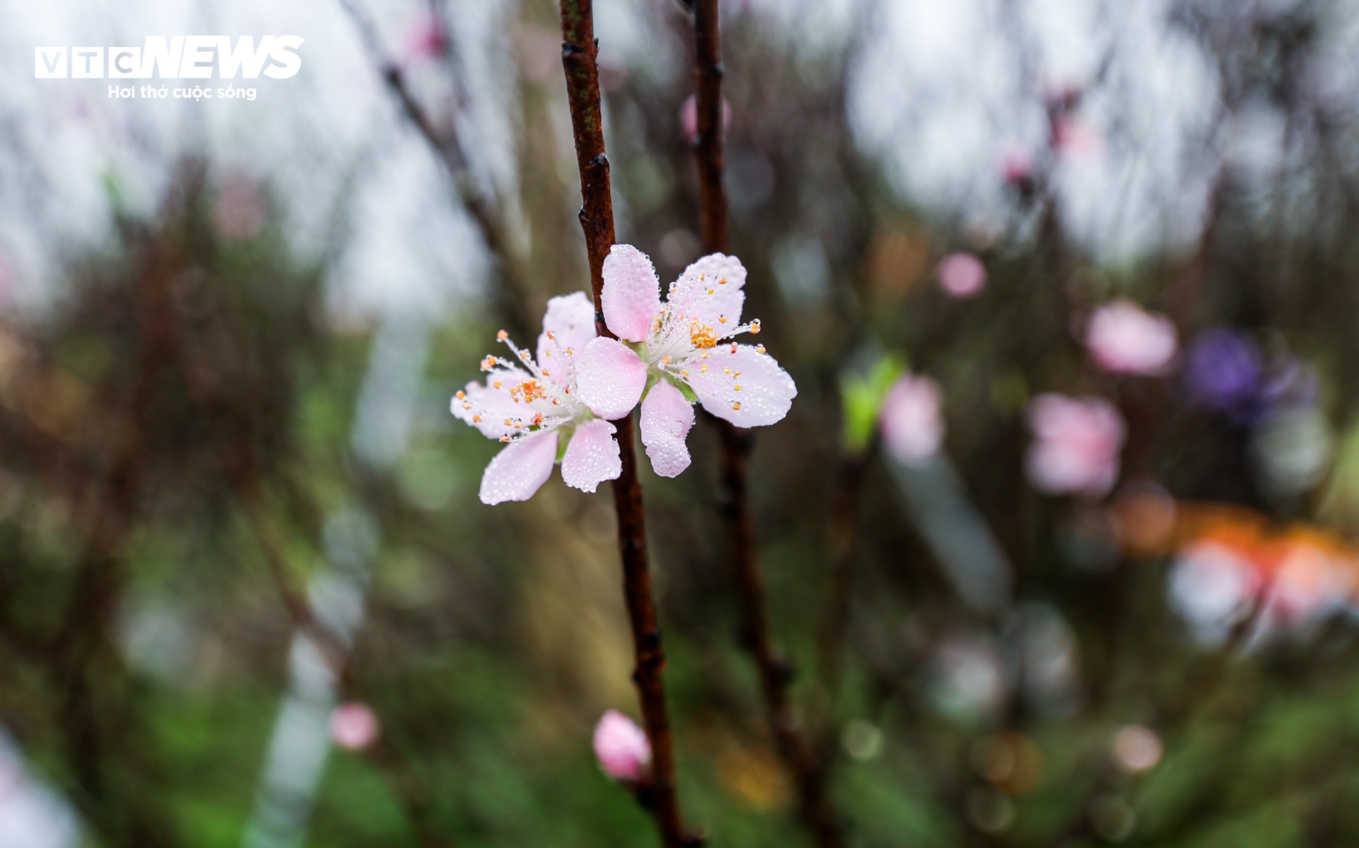 Tiểu thương ăn ngủ cùng hoa, mong khách đừng chờ 30 Tết mới mua cây - Ảnh 16