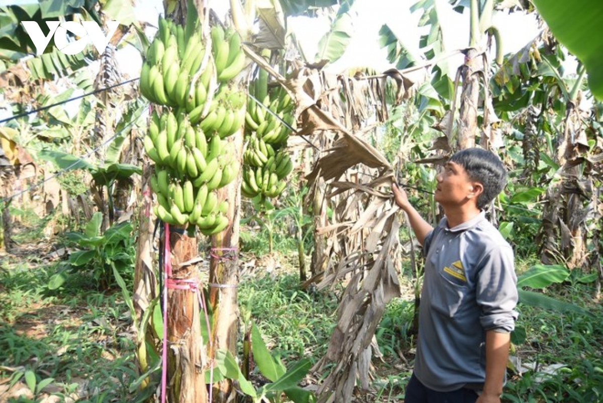 Vì sao hơn 10 ha chuối ở Đồng Nai bỗng dưng héo, chết? - Ảnh 1