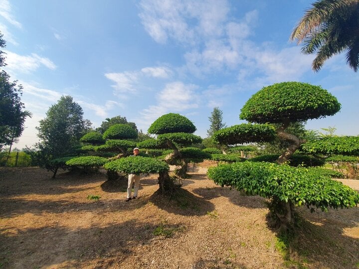 Về đất tổ làng nghề cây cảnh, ngắm cây sanh hình rồng trăm tuổi, giá tiền tỷ - Ảnh 10