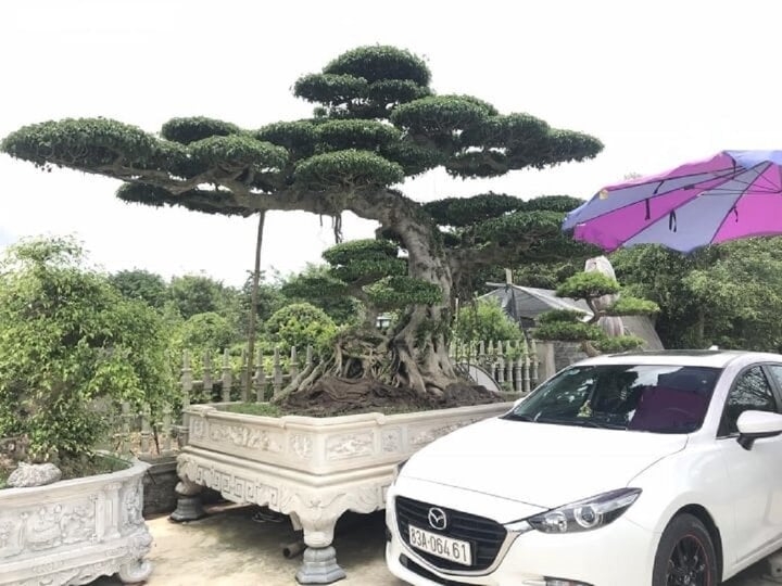 Về đất tổ làng nghề cây cảnh, ngắm cây sanh hình rồng trăm tuổi, giá tiền tỷ - Ảnh 2