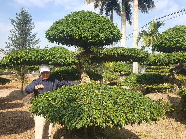 Về đất tổ làng nghề cây cảnh, ngắm cây sanh hình rồng trăm tuổi, giá tiền tỷ - Ảnh 6