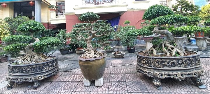Về đất tổ làng nghề cây cảnh, ngắm cây sanh hình rồng trăm tuổi, giá tiền tỷ - Ảnh 9