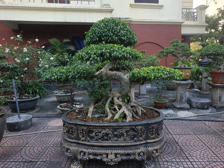 Về đất tổ làng nghề cây cảnh, ngắm cây sanh hình rồng trăm tuổi, giá tiền tỷ - Ảnh 8