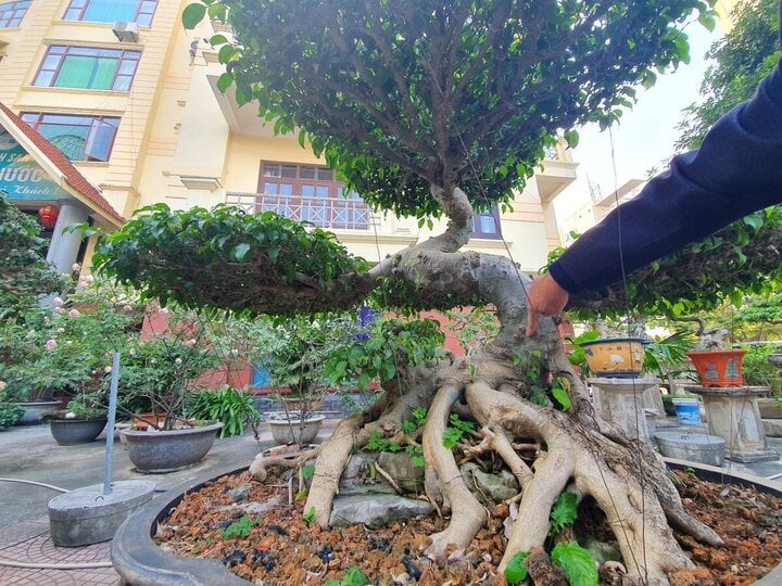 Về đất tổ làng nghề cây cảnh, ngắm cây sanh hình rồng trăm tuổi, giá tiền tỷ - Ảnh 7