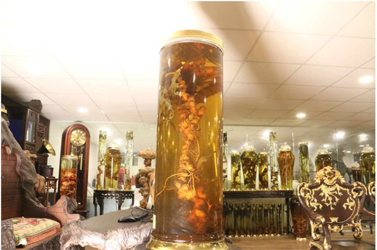 Loài cây được coi là “quốc bảo” của Việt Nam: Giá có thể lên tới hàng tỷ đồng, một vụ trộm lớn mới xảy ra - Ảnh 3