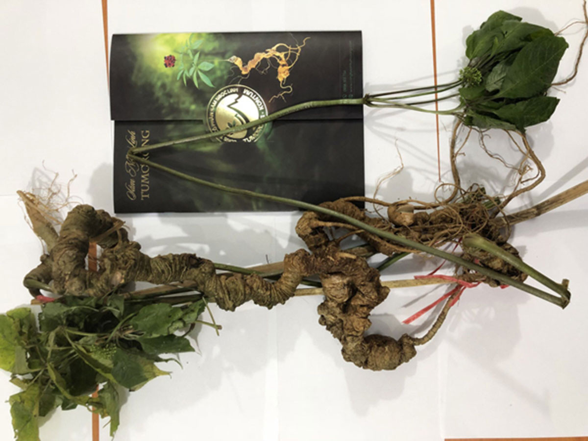 Loài cây được coi là “quốc bảo” của Việt Nam: Giá có thể lên tới hàng tỷ đồng, một vụ trộm lớn mới xảy ra - Ảnh 4