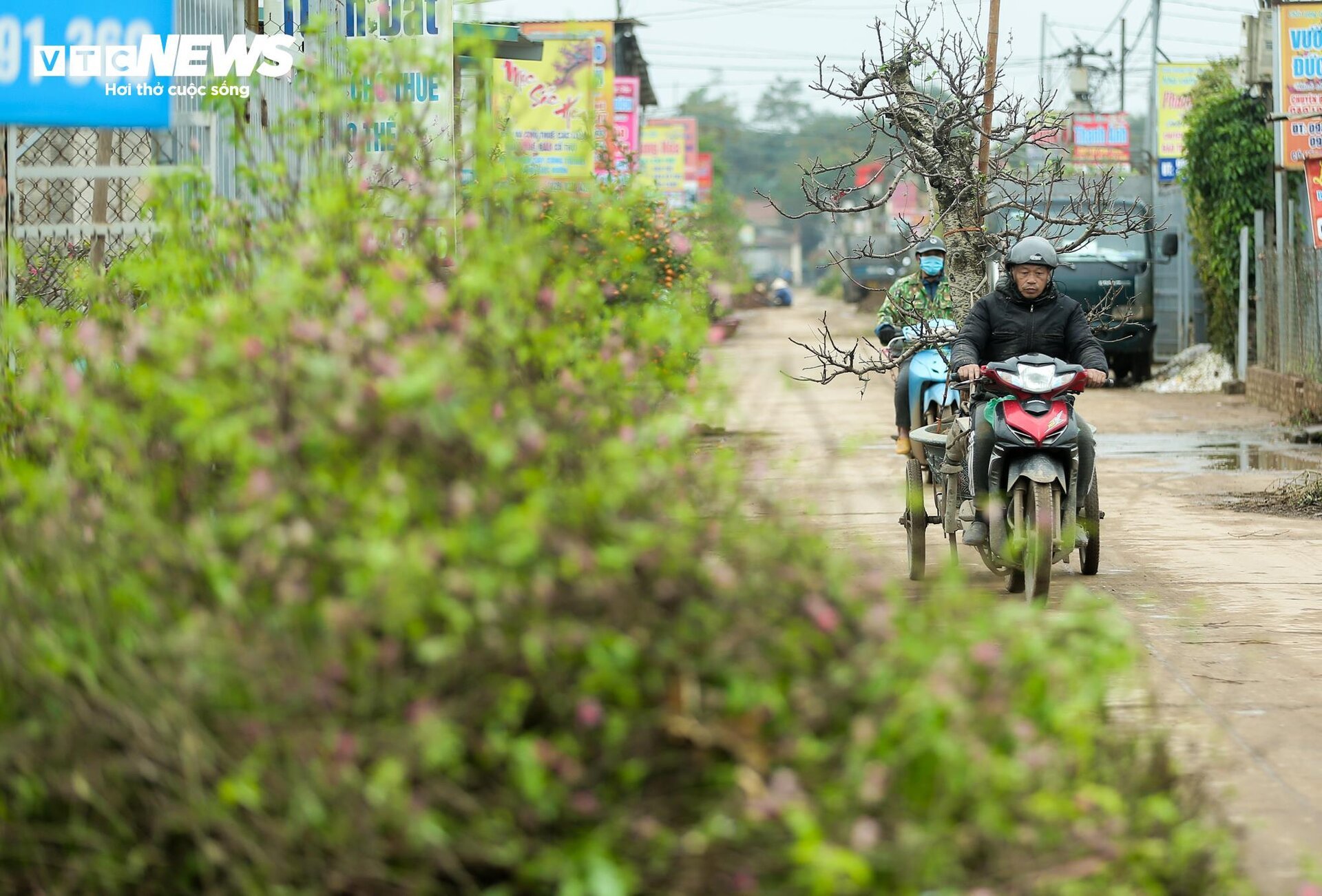 Người làng Nhật Tân tất bật đưa đào về 'hồi sinh' sau Tết - Ảnh 2