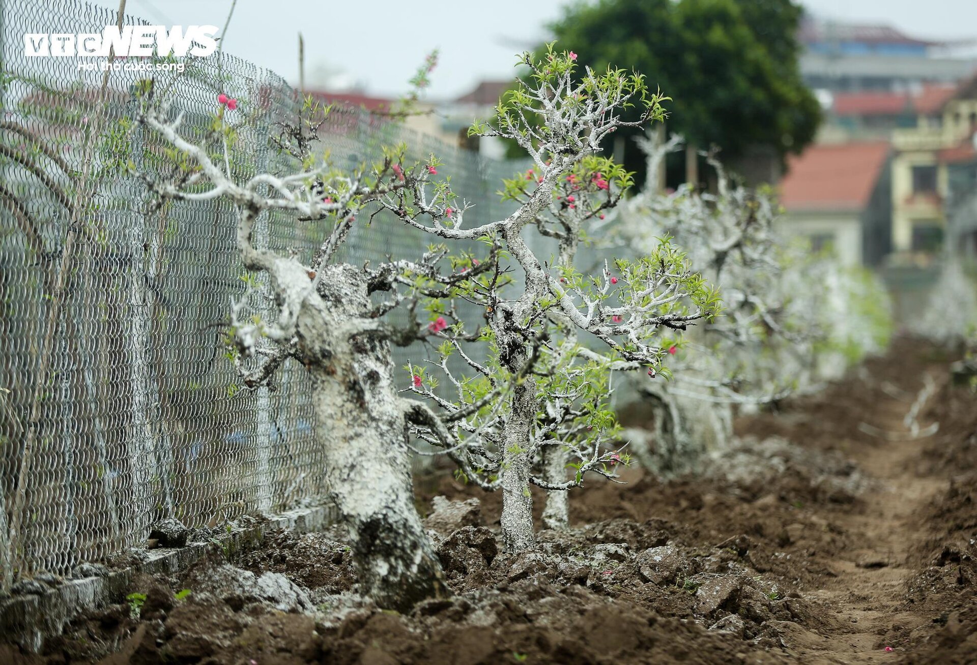 Người làng Nhật Tân tất bật đưa đào về 'hồi sinh' sau Tết - Ảnh 7