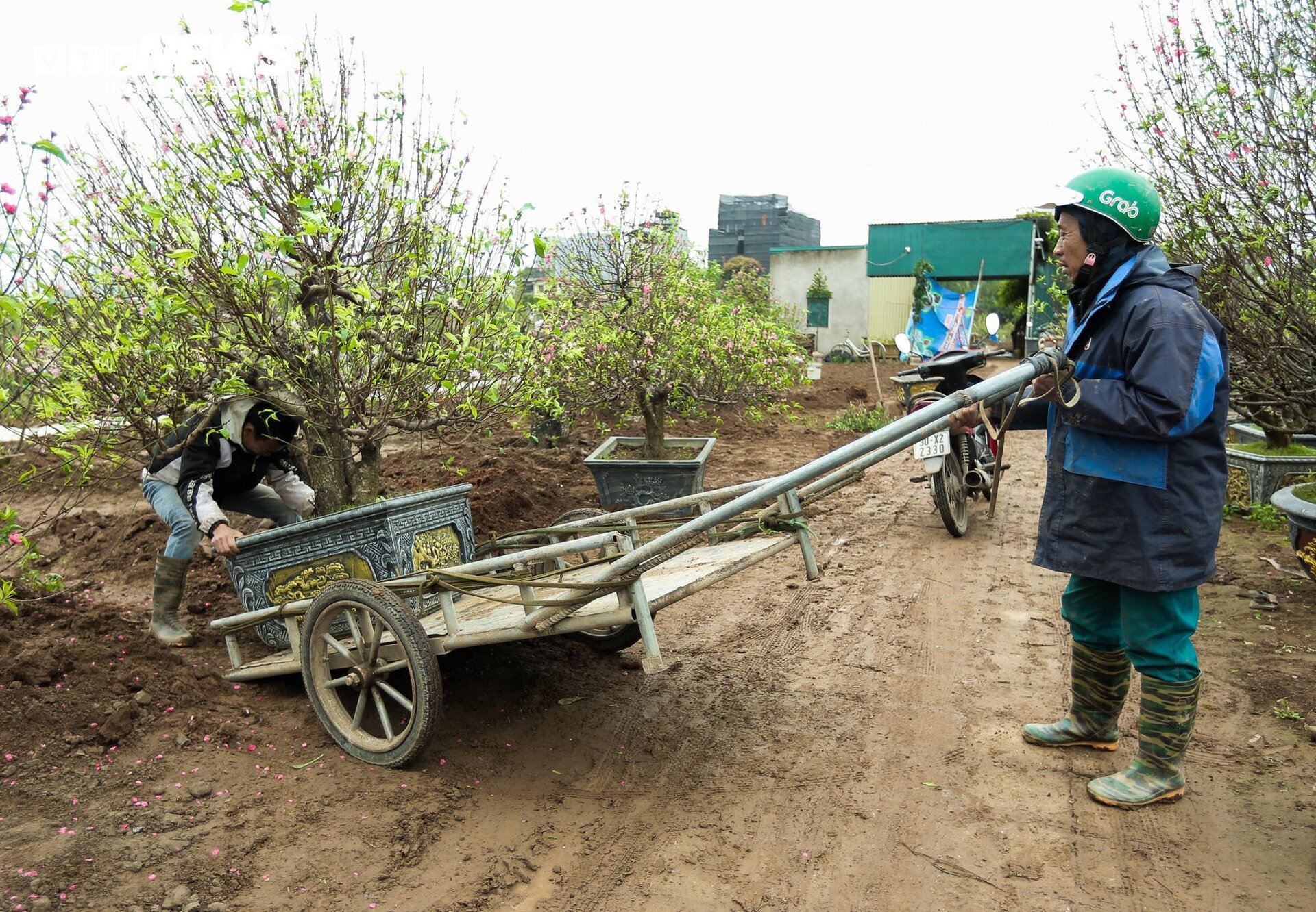 Người làng Nhật Tân tất bật đưa đào về 'hồi sinh' sau Tết - Ảnh 4