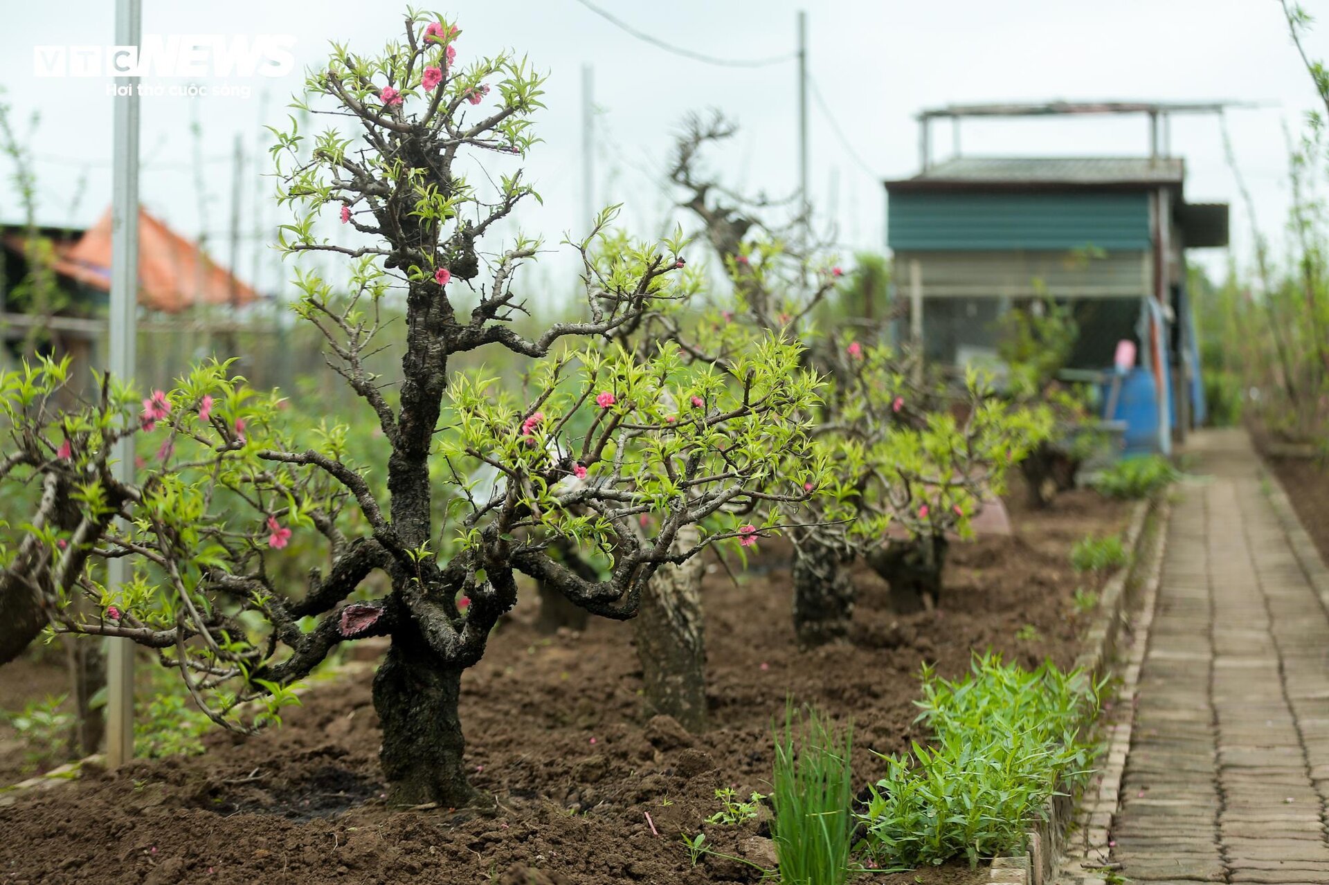 Người làng Nhật Tân tất bật đưa đào về 'hồi sinh' sau Tết - Ảnh 8