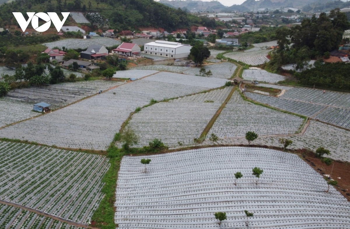 Vào mùa dâu tây, nông dân Sơn La thu tiền tỷ - Ảnh 1