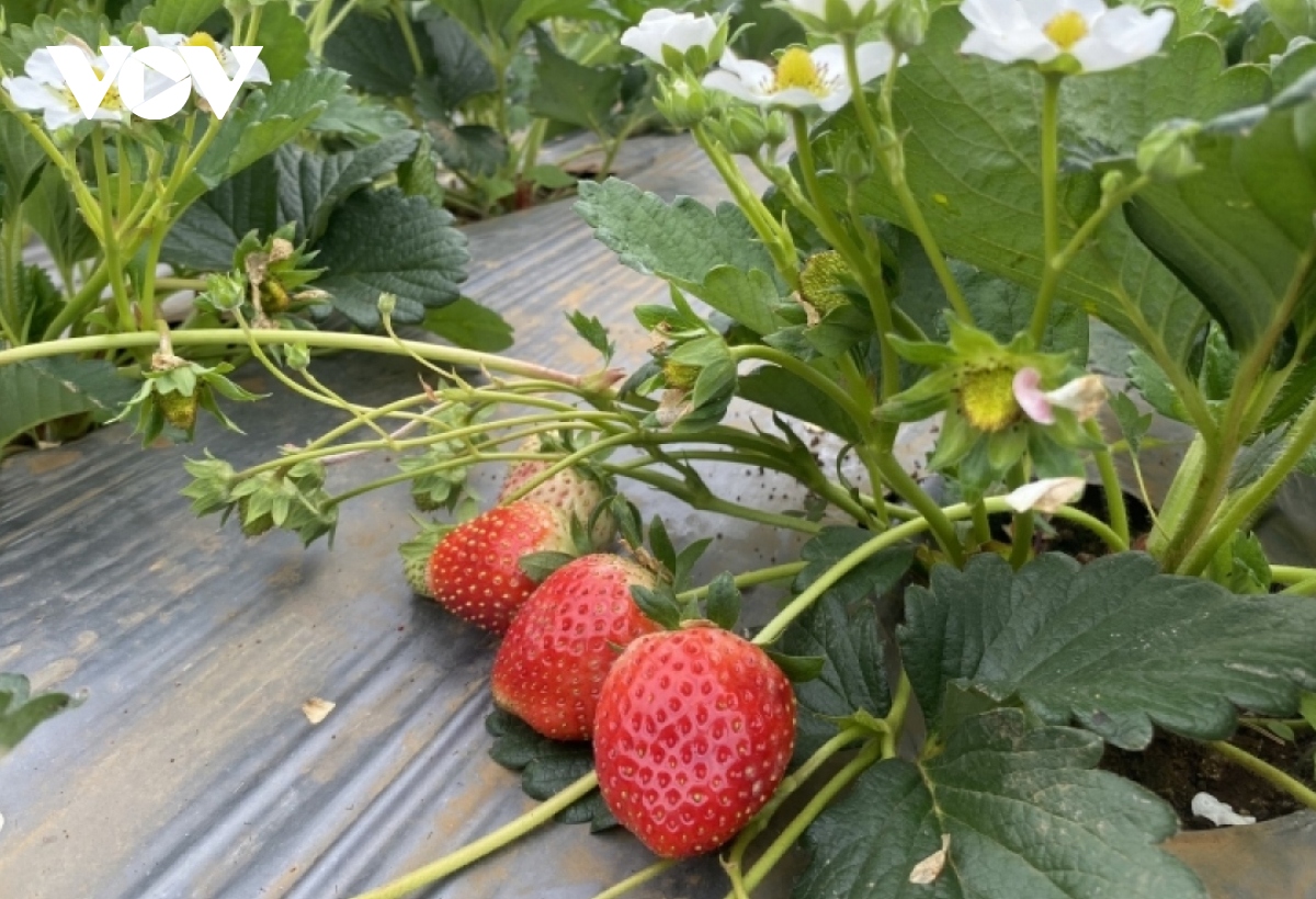 Vào mùa dâu tây, nông dân Sơn La thu tiền tỷ - Ảnh 3