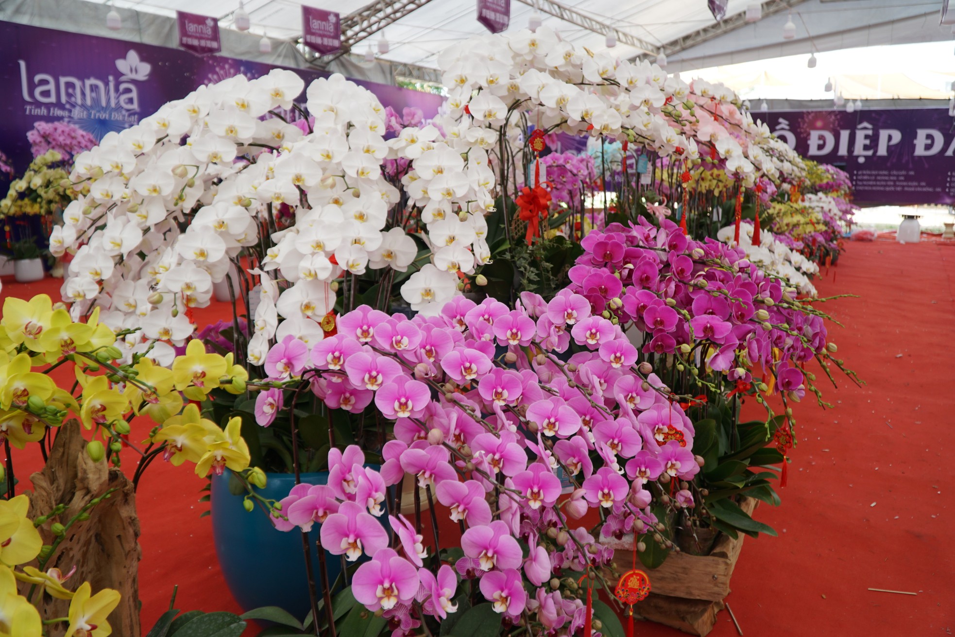 Chậu lan hồ điệp cao 4m gần 2 tỷ đồng đã có người hỏi mua - Ảnh 7