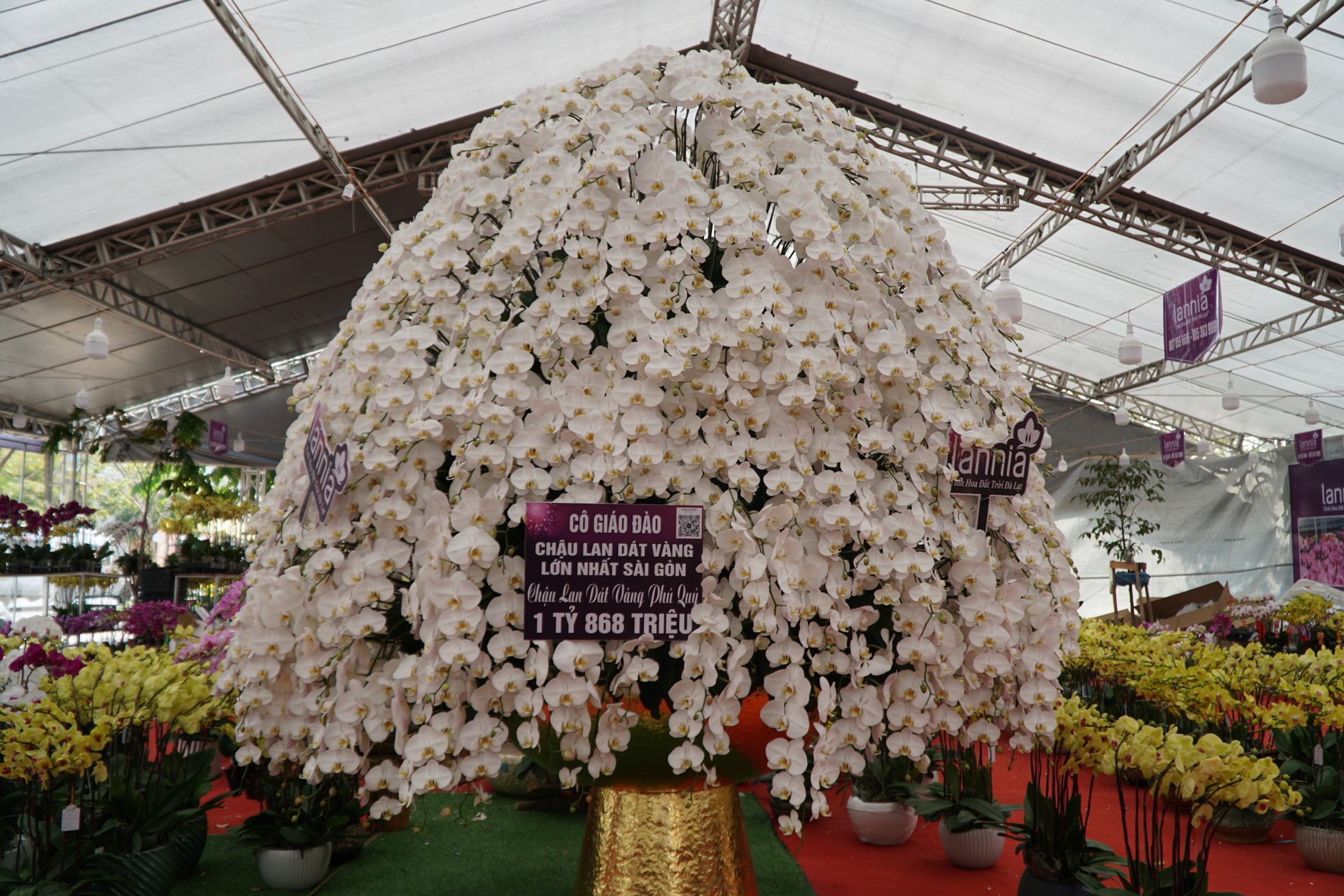 Chậu lan hồ điệp cao 4m gần 2 tỷ đồng đã có người hỏi mua - Ảnh 4