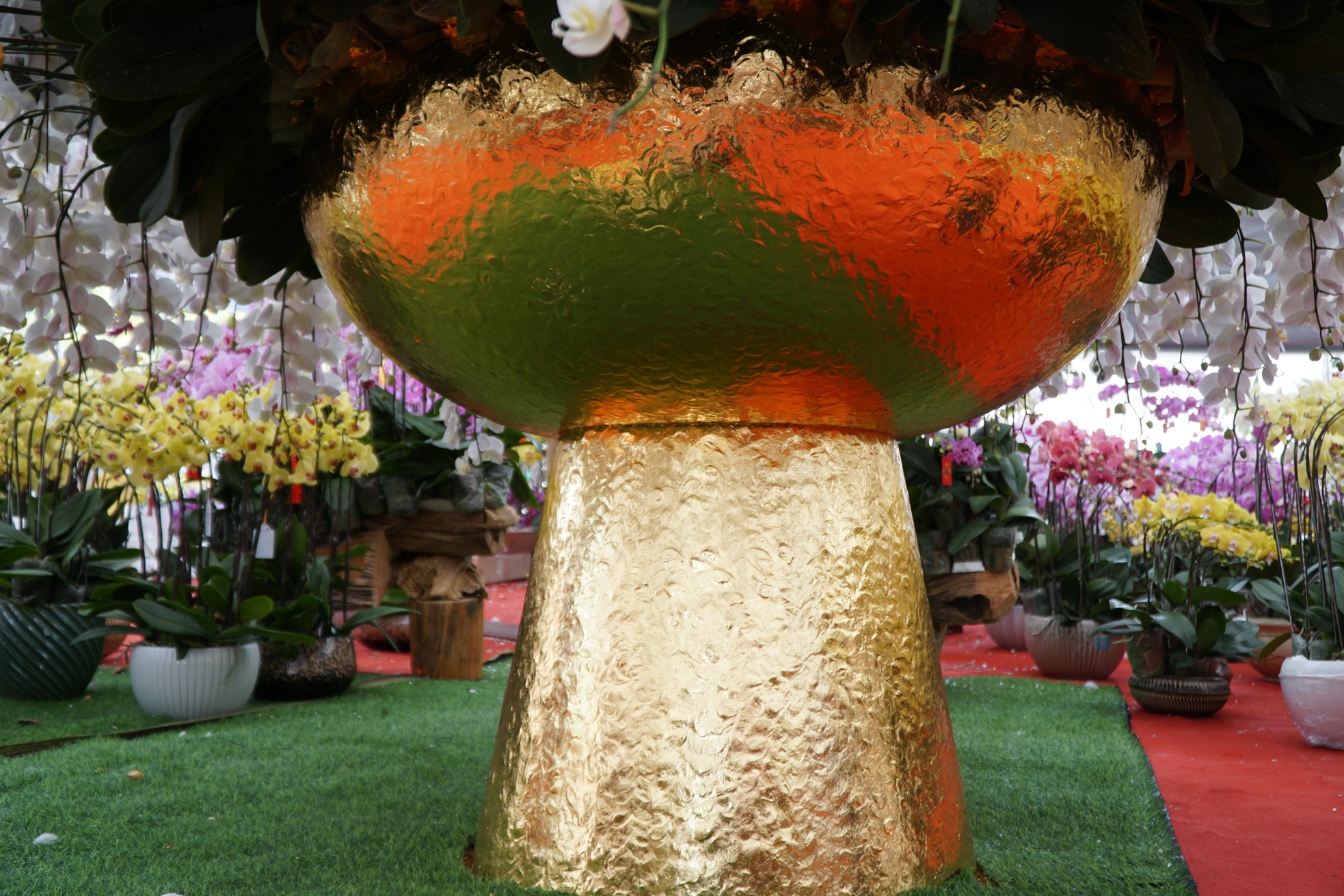 Chậu lan hồ điệp cao 4m gần 2 tỷ đồng đã có người hỏi mua - Ảnh 2