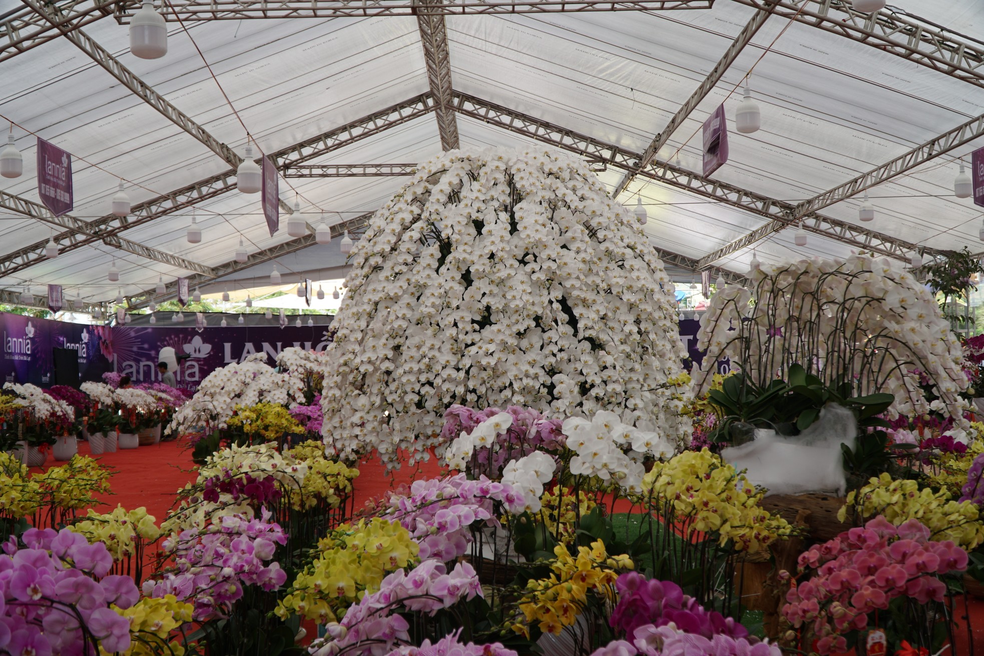 Chậu lan hồ điệp cao 4m gần 2 tỷ đồng đã có người hỏi mua - Ảnh 6