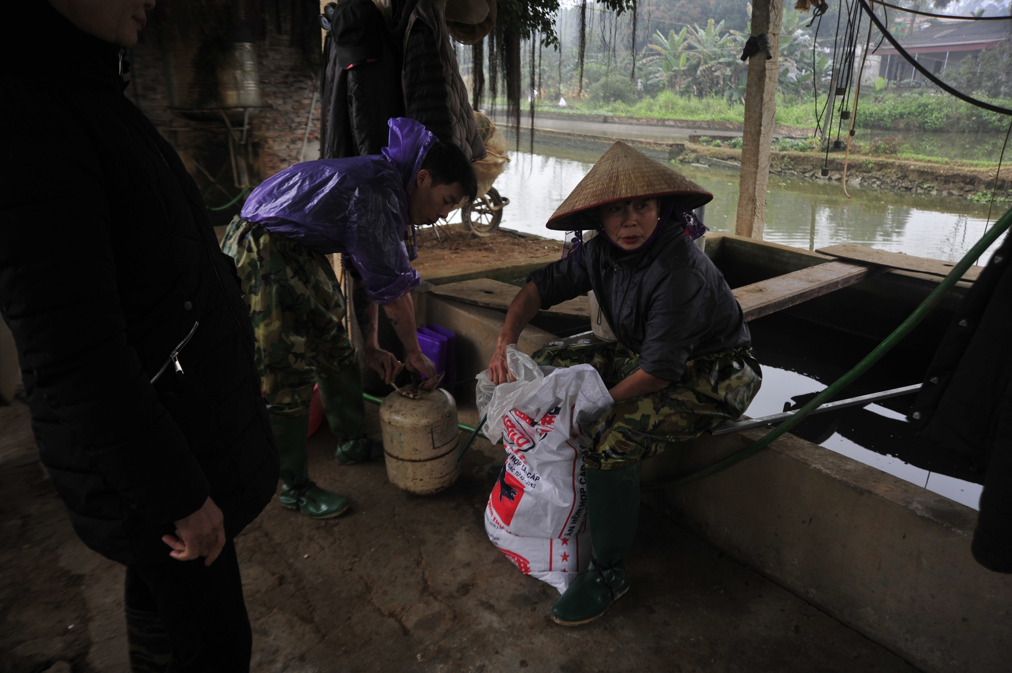 Chép vàng rớt giá dù đã cận ngày ông Công ông Táo, thương lái chỉ mong bán hết hàng - Ảnh 6