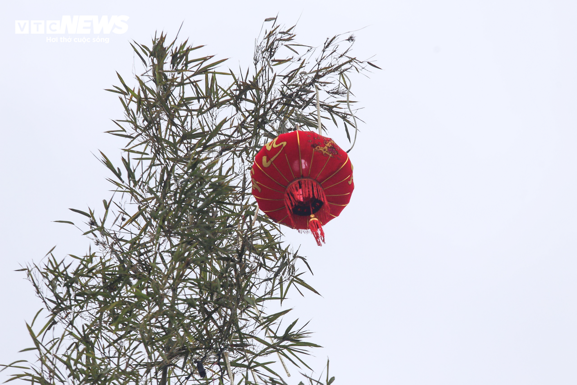 Bỏ túi tiền triệu mỗi ngày từ dịch vụ làm cây ‘trừ tà’ - Ảnh 11