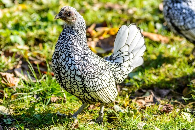 Kích cỡ thua gà ri Việt Nam, vì sao giống gà bé nhỏ này có giá đắt gấp 10 lần? - Ảnh 3