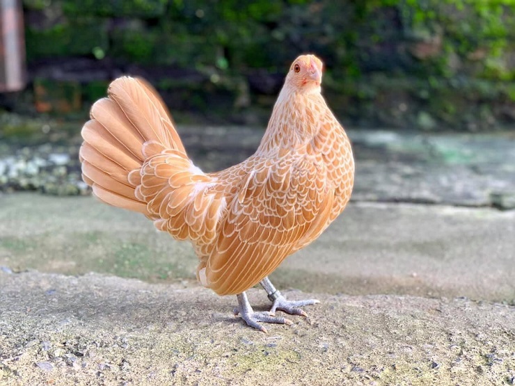 Kích cỡ thua gà ri Việt Nam, vì sao giống gà bé nhỏ này có giá đắt gấp 10 lần? - Ảnh 4