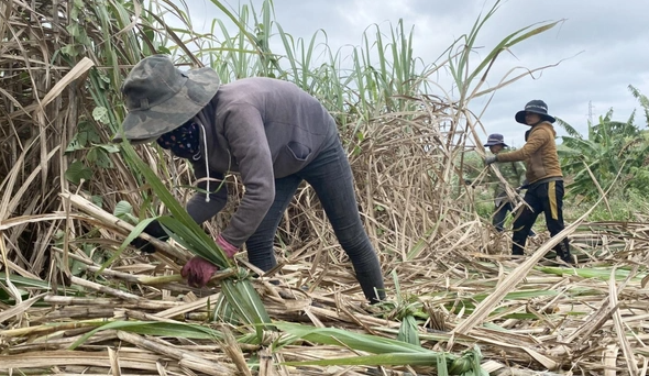 Mía, sầu riêng, rau màu... thu lãi lớn dịp giáp Tết - Ảnh 1