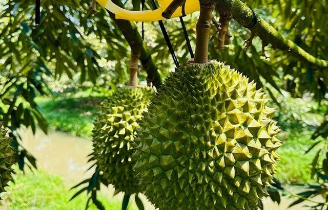 Vượt 2 tỷ USD: Từ trend "Cắt đôi quả sầu" tới kỷ lục xuất khẩu chưa từng có ở Việt Nam - Ảnh 3