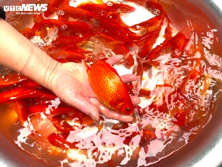 Sát ngày ông Công ông Táo, giá trầu cau tăng dựng đứng - Ảnh 3